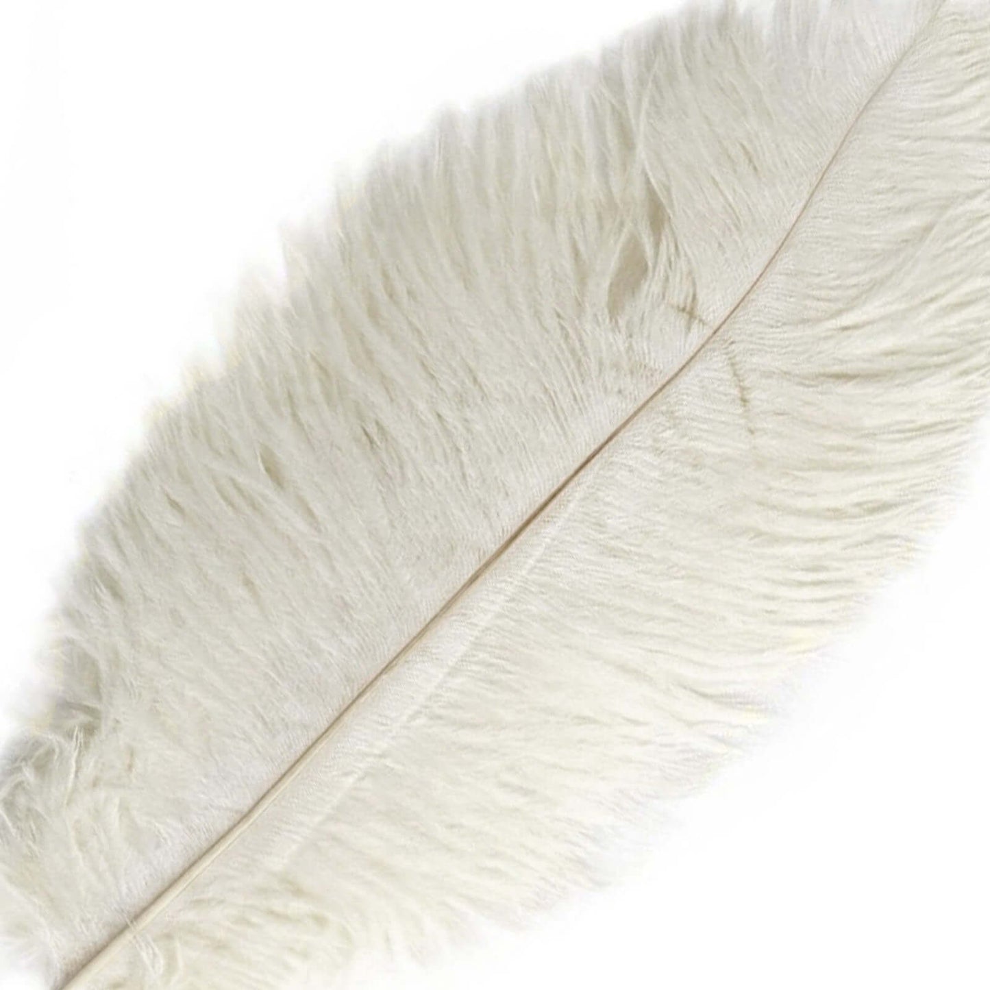 12 Pack 13" - 15" Ivory Natural Plume Real Ostrich Feathers, DIY Centerpiece Fillers - NestOCart