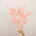 50 - Pack Dried Bunny Tail Grass Blush - Rustic Chic Lagurus Ovatus Rabbit Tail Ornamental Grass for Modern Farmhouse Decor Event Styling & Floral Displays 15" - Bell Racket Store