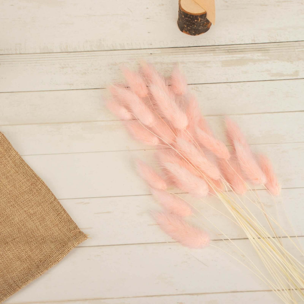50 - Pack Dried Bunny Tail Grass Blush - Rustic Chic Lagurus Ovatus Rabbit Tail Ornamental Grass for Modern Farmhouse Decor Event Styling & Floral Displays 15" - Bell Racket Store