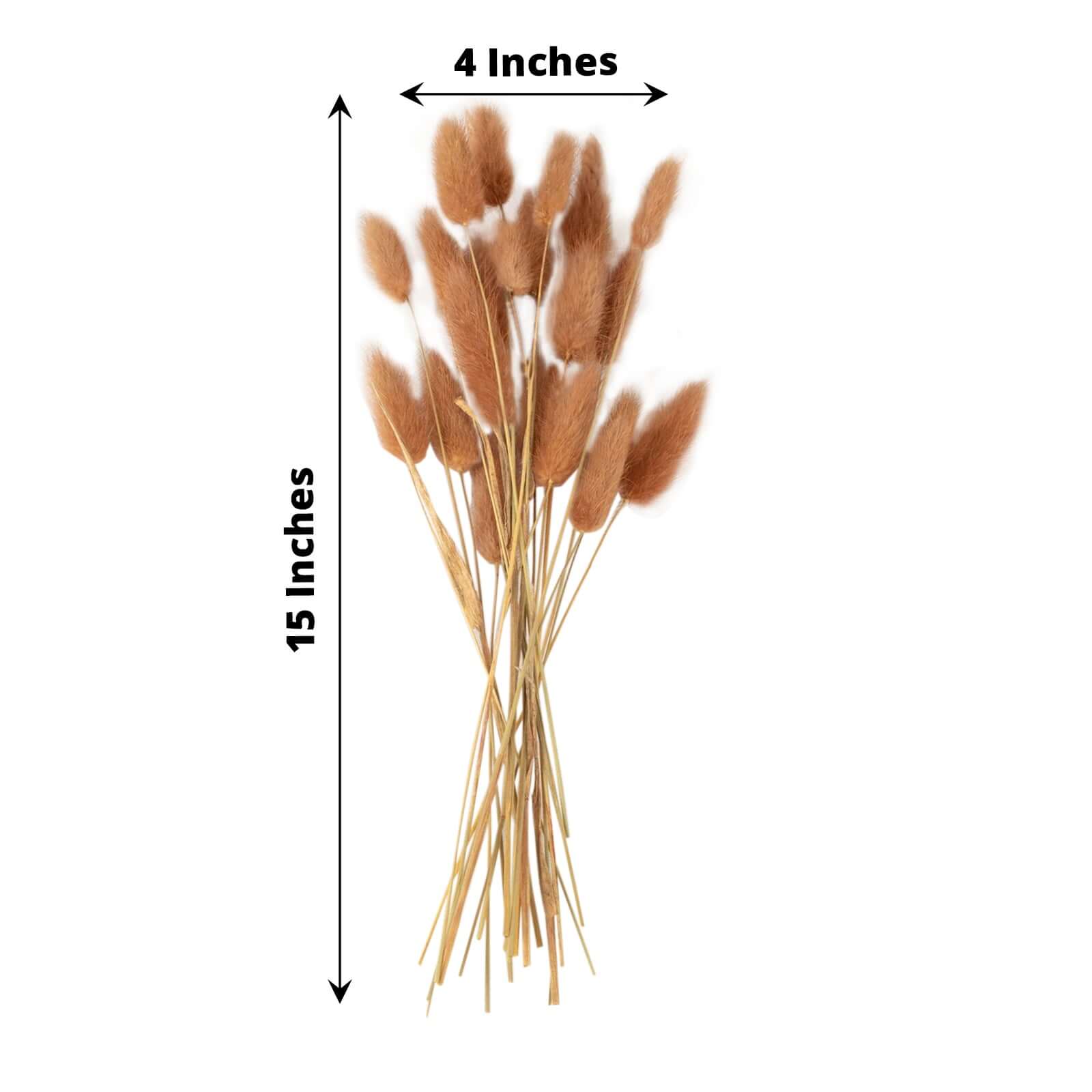 50 - Pack Dried Bunny Tail Grass Brown for Modern Farmhouse Decor Event Styling & Floral Displays 15" - Bell Racket Store