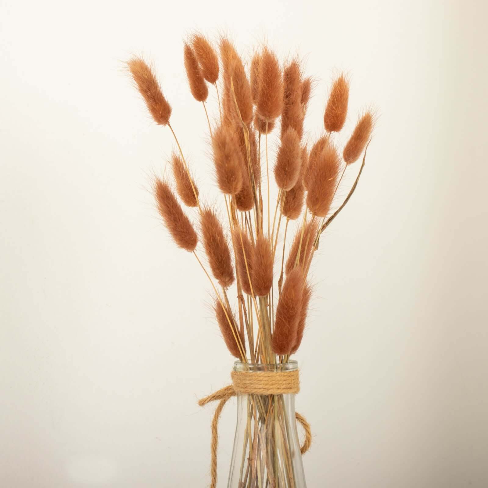 50 - Pack Dried Bunny Tail Grass Brown for Modern Farmhouse Decor Event Styling & Floral Displays 15" - Bell Racket Store