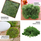 Reindeer Moss Grass DIY Craft Supplies Preserved Green - Decorative Moss for Projects 50g