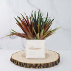 3 Pack 12" Artificial PVC Aloe Cameronii Decorative Succulent Plants