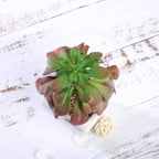 3-Pack Minibelle, Elegans & Grassneri Artificial Succulents in Ceramic Pot - Lifelike Decorative Faux Plants for Home Office & Event Design 5"