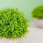 2 Plant Set Artificial Boxwood Topiary Ball 5" - Maintenance Free Mini Faux Potted Greenery Decor