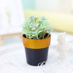 3-Pack Flower Plant Pots Small Design Black with Gold Rim - Plastic Indoor Decorative Planters 3"