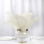 12 Pack 13"-15" Ivory Natural Plume Real Ostrich Feathers, DIY Centerpiece Fillers