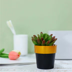 3-Pack Flower Plant Pots Small Design Black with Gold Rim - Plastic Indoor Decorative Planters 3"