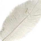 12 Pack 13"-15" Ivory Natural Plume Real Ostrich Feathers, DIY Centerpiece Fillers
