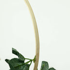 Set of 5 Natural Wooden Rings for Crafts, Floral Hoop Wreath