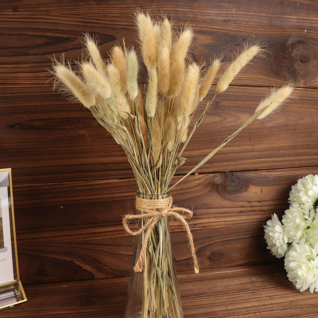 50-Pack Dried Bunny Tail Grass Natural - Rustic Chic Lagurus Ovatus Rabbit Tail Ornamental Grass for Modern Farmhouse Decor Event Styling & Floral Displays 15"