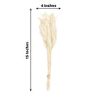 50-Pack Dried Bunny Tail Grass Natural White for Farmhouse Decor Event & Floral Displays 15"