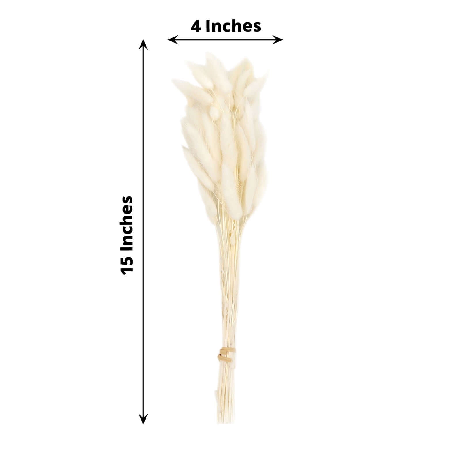 50-Pack Dried Bunny Tail Grass Natural White for Farmhouse Decor Event & Floral Displays 15"