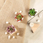 3-Pack Echeveria Elegans Artificial Succulents in Ceramic Pot - Lifelike Decorative Faux Plants for Home Office & Event Design 3"