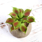 3-Pack Aloe Artificial Succulents in Ceramic Pot - Lifelike Decorative Faux Plants for Home Office & Event Design 5"