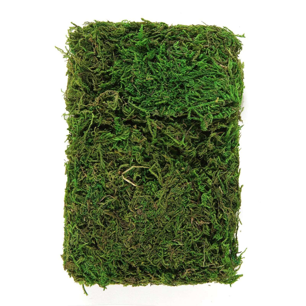 Reindeer Moss Grass DIY Craft Supplies Preserved Green - Decorative Moss for Projects 50g