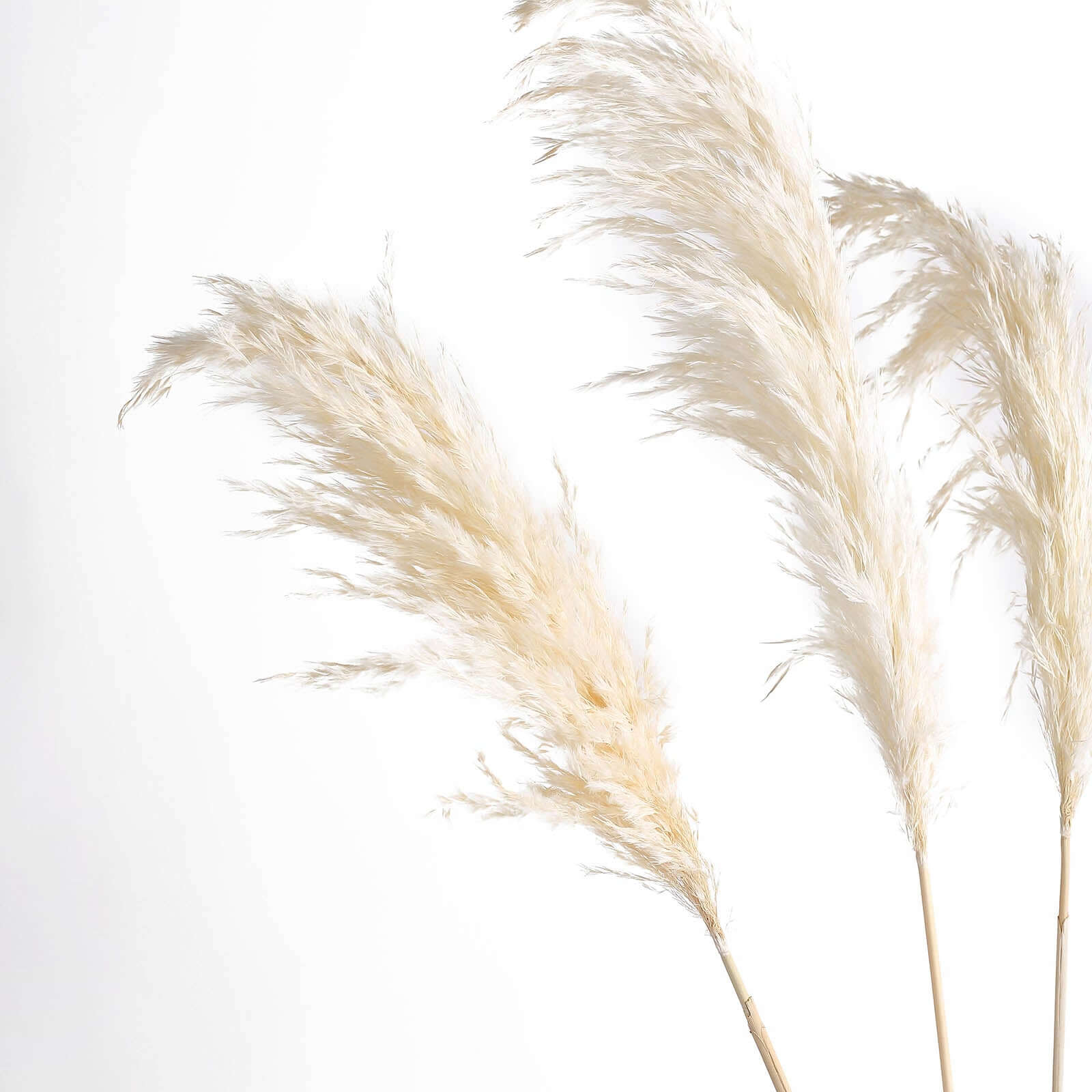 6 Stems Natural Dried Pampas Grass Decor Off White Tint - Versatile Plant Sprays for Boho Chic Vase Displays Backdrops & Event Styling 32"