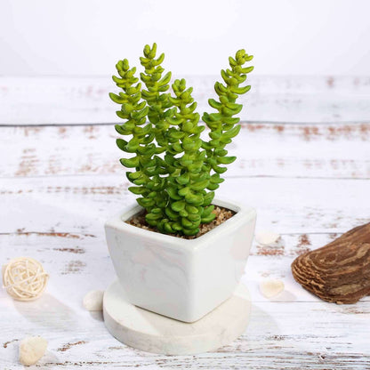 3-Pack Sedum Artificial Succulents in Ceramic Pot - Lifelike Decorative Faux Plants for Home Office & Event Design 8"