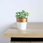 3-Pack Flower Plant Pots Small Design White with Gold Rim - Plastic Indoor Decorative Planters 3"