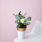 2-Pack Flower Plant Pots Medium Design White with Gold Rim - Plastic Indoor Decorative Planters 6"