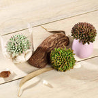 3 Pack 4" Artificial PVC Mini Jelly Bean Decorative Succulent Plants