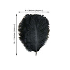 12 Pack 13"-15" Black Natural Plume Real Ostrich Feathers, DIY Centerpiece Fillers