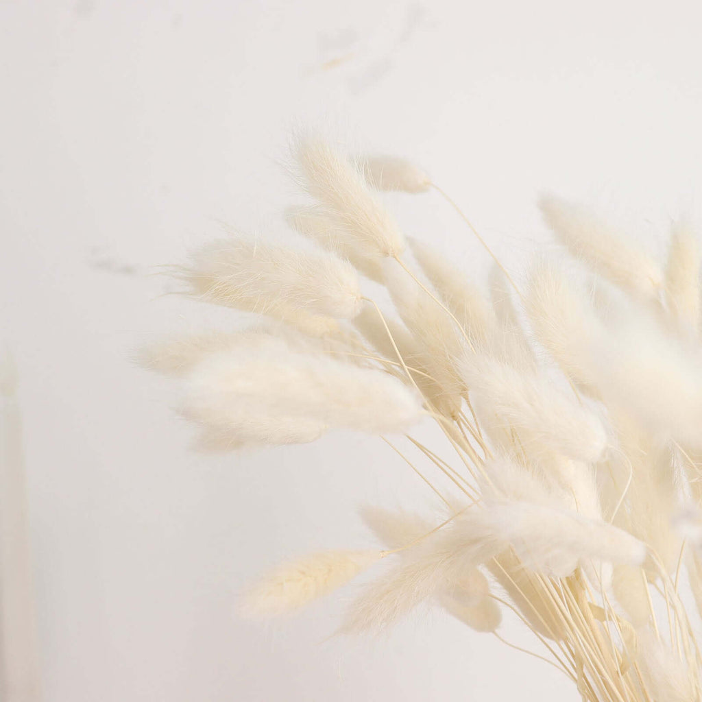 50-Pack Dried Bunny Tail Grass Natural White for Farmhouse Decor Event & Floral Displays 15"
