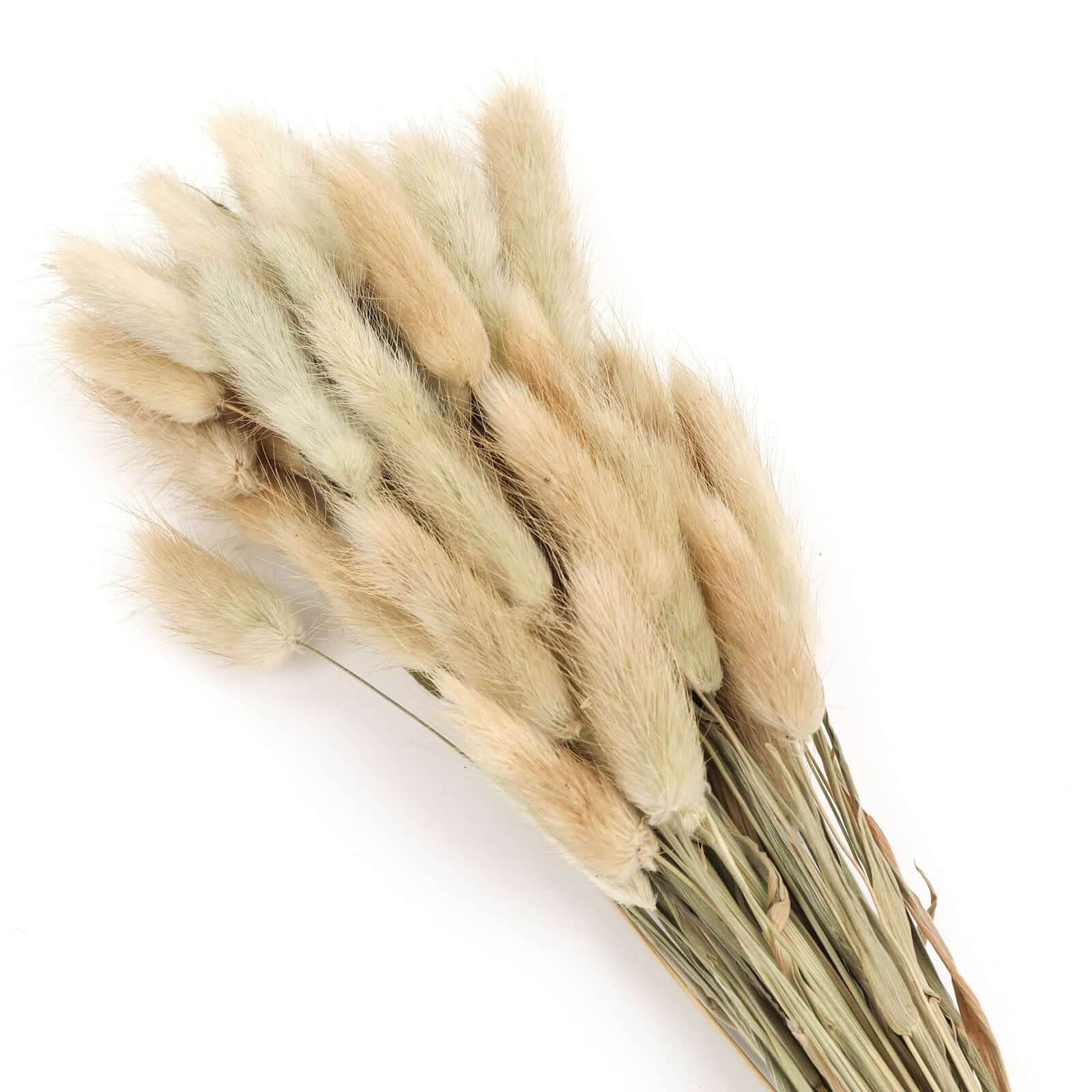 50-Pack Dried Bunny Tail Grass Natural - Rustic Chic Lagurus Ovatus Rabbit Tail Ornamental Grass for Modern Farmhouse Decor Event Styling & Floral Displays 15"
