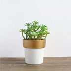 3-Pack Flower Plant Pots Small Design White with Gold Rim - Plastic Indoor Decorative Planters 3"
