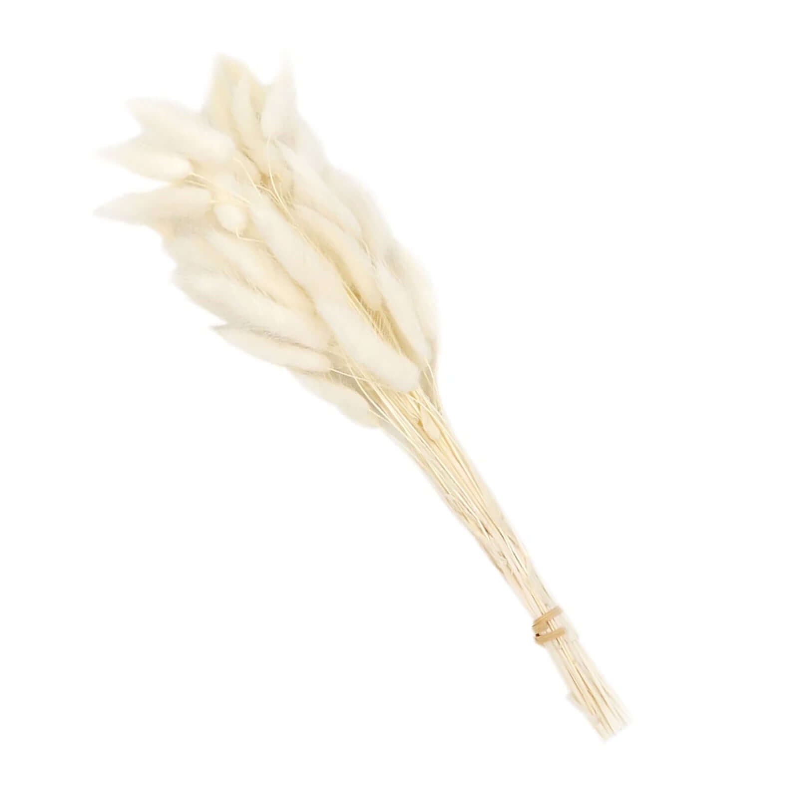 50-Pack Dried Bunny Tail Grass Natural White for Farmhouse Decor Event & Floral Displays 15"