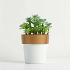 3-Pack Flower Plant Pots Small Design White with Gold Rim - Plastic Indoor Decorative Planters 3"