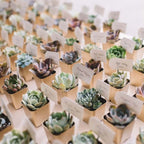 3-Pack Crassula Artificial Succulents in Geometric Ceramic Pot - Lifelike Decorative Faux Plants for Home Office & Event Design 8"