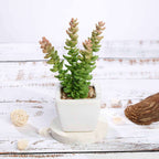3-Pack Sedum Artificial Succulents in Ceramic Pot - Lifelike Decorative Faux Plants for Home Office & Event Design 8"