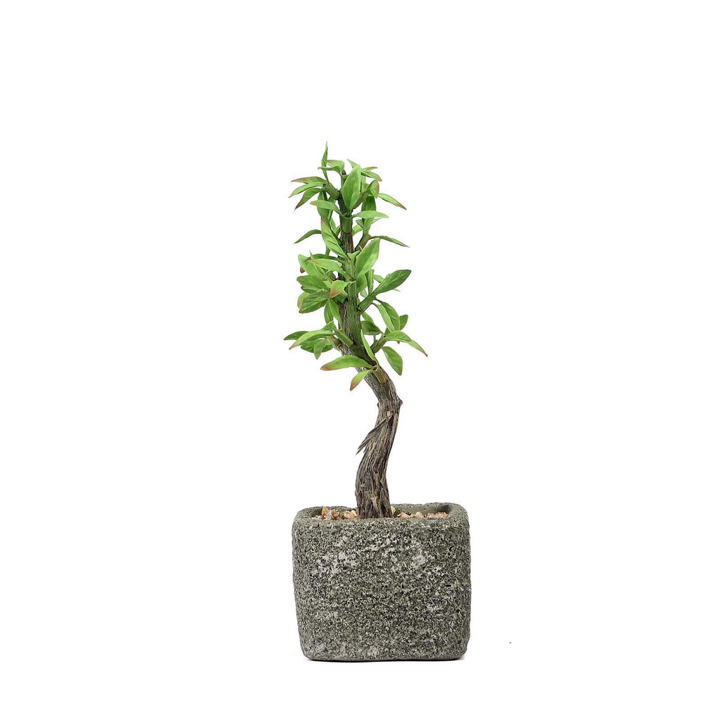 Willow Tree Artificial Succulents in Concrete Pot - Lifelike Decorative Faux Plants for Home Office & Event Design 9"
