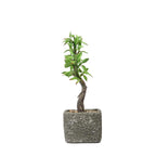 Willow Tree Artificial Succulents in Concrete Pot - Lifelike Decorative Faux Plants for Home Office & Event Design 9"