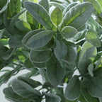 2 Stems 24" Tall Frosted Green Artificial Lambs Ear Leaf Indoor Plant