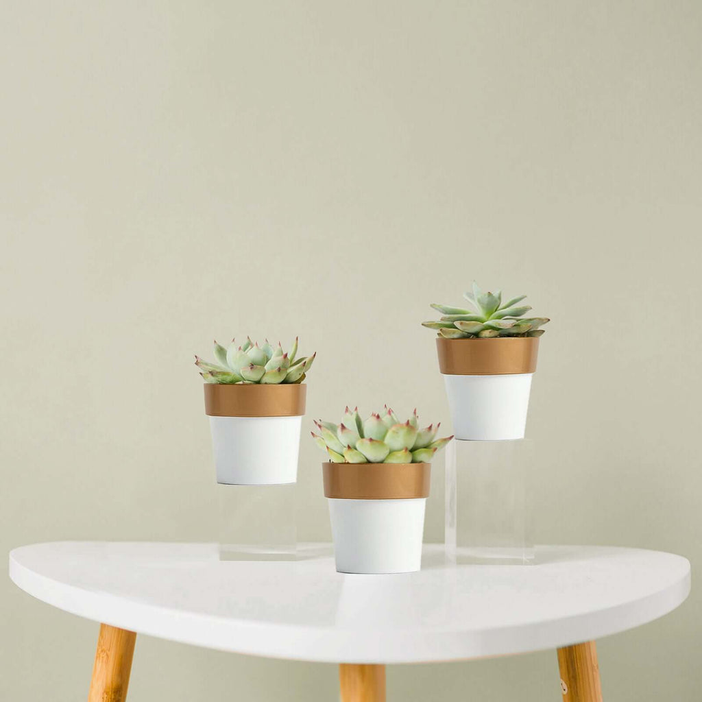 3-Pack Flower Plant Pots Small Design White with Gold Rim - Plastic Indoor Decorative Planters 3"