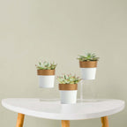 3-Pack Flower Plant Pots Small Design White with Gold Rim - Plastic Indoor Decorative Planters 3"