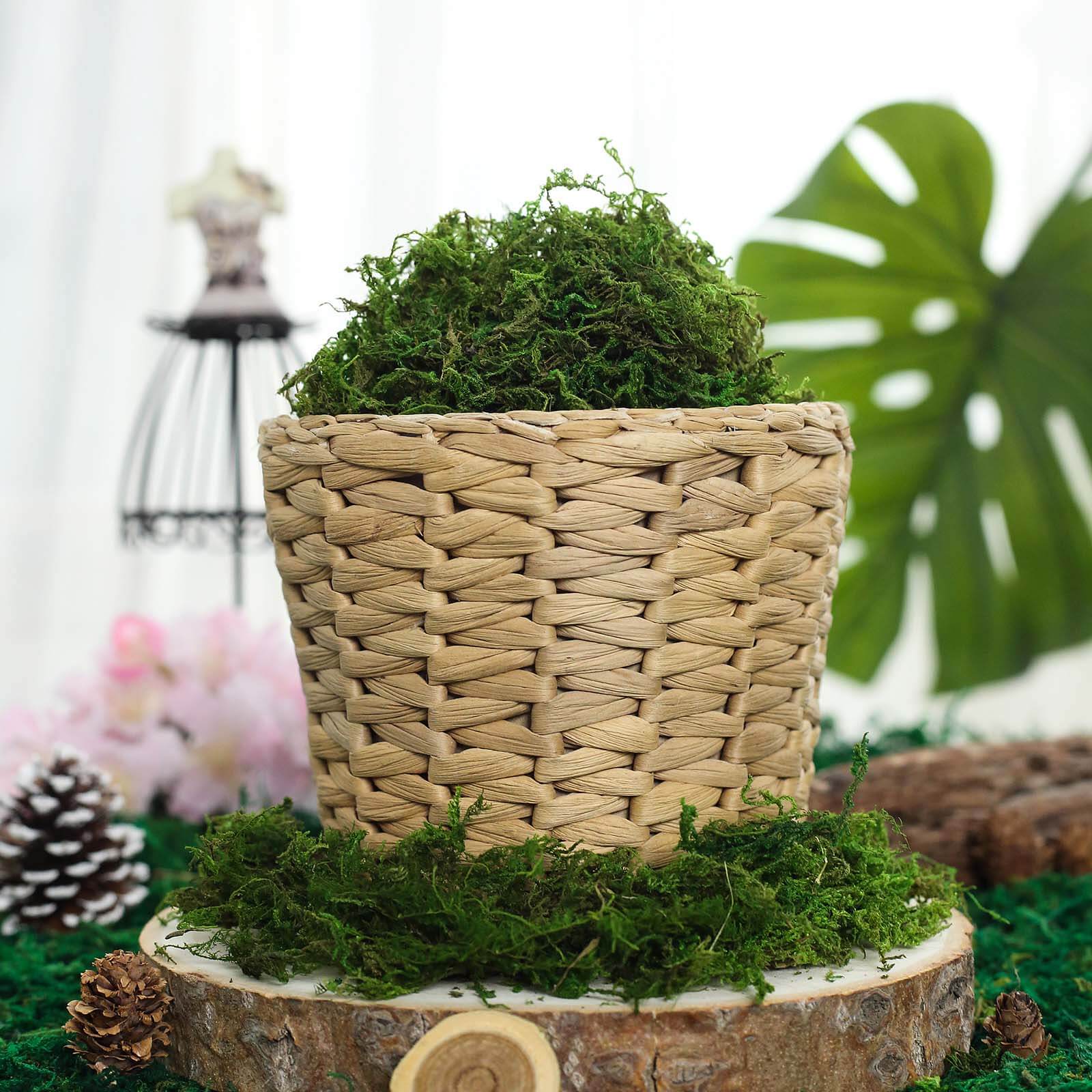Reindeer Moss Grass DIY Craft Supplies Preserved Green - Decorative Moss for Projects 50g